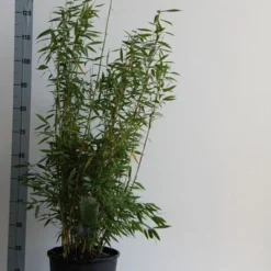 Niet Woekerende Bamboe (Fargesia 'Dino') 10 Niet Woekerende Bamboe (Fargesia 'Dino') -Tuin Glimmer Verkoop fargesia mur. dino 80 100 cm co. 12l v