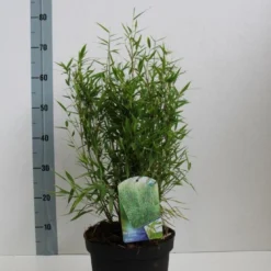 Niet Woekerende Bamboe (Fargesia Murieliae 'Bimbo') 22 Niet Woekerende Bamboe (Fargesia Murieliae 'Bimbo') -Tuin Glimmer Verkoop fargesia mur bimbo 40 60 co. 5l kopie