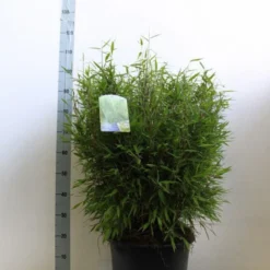 Niet Woekerende Bamboe (Fargesia Murieliae 'Bimbo') 24 Niet Woekerende Bamboe (Fargesia Murieliae 'Bimbo') -Tuin Glimmer Verkoop fargesia mur bimbo 60 80 cm co. 20l kopie