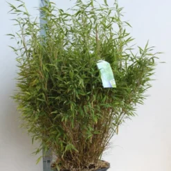 Niet Woekerende Bamboe (Fargesia Murieliae 'Bimbo') 25 Niet Woekerende Bamboe (Fargesia Murieliae 'Bimbo') -Tuin Glimmer Verkoop fargesia mur bimbo 80 100 cm co. 25l kopie