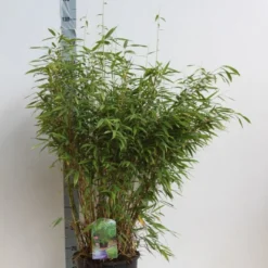 Niet Woekerende Bamboe (Fargesia Murieliae 'Jumbo') 16 Niet Woekerende Bamboe (Fargesia Murieliae 'Jumbo') -Tuin Glimmer Verkoop fargesia mur super jumbo 80 100 cm co. 12l. kopie