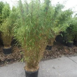 Niet Woekerende Bamboe (Fargesia Murieliae 'Jumbo') 21 Niet Woekerende Bamboe (Fargesia Murieliae 'Jumbo') -Tuin Glimmer Verkoop fargesia murieliae jumbo 150 175 c25