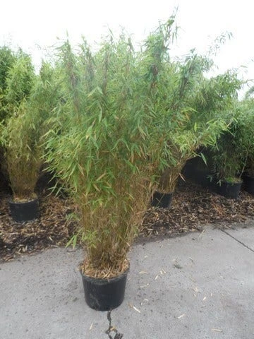 Niet Woekerende Bamboe (Fargesia Murieliae 'Jumbo') 11 Niet Woekerende Bamboe (Fargesia Murieliae 'Jumbo') - Afbeelding 9