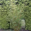 Niet Woekerende Bamboe (Fargesia Robusta) 2 Niet Woekerende Bamboe (Fargesia Robusta) -Tuin Glimmer Verkoop fargesia robusta