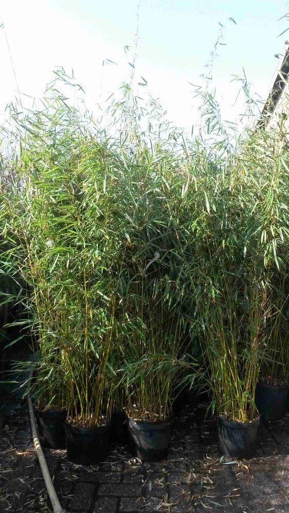 Niet Woekerende Bamboe (Fargesia Robusta) 12 Niet Woekerende Bamboe (Fargesia Robusta) - Afbeelding 10