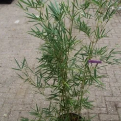 Niet Woekerende Bamboe (Fargesia Robusta) 24 Niet Woekerende Bamboe (Fargesia Robusta) -Tuin Glimmer Verkoop fargesia robusta 1 1