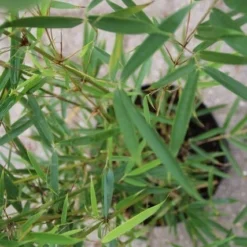 Niet Woekerende Bamboe (Fargesia Robusta) -Tuin Glimmer Verkoop fargesia robusta 2