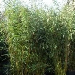 Niet Woekerende Bamboe (Fargesia Robusta) 26 Niet Woekerende Bamboe (Fargesia Robusta) -Tuin Glimmer Verkoop fargesia rubusta 1