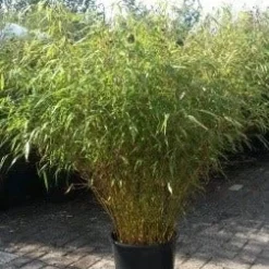 Bamboe (Fargesia Rufa) 19 Bamboe (Fargesia Rufa) -Tuin Glimmer Verkoop fargesia rufa 1