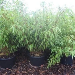 Bamboe (Fargesia Rufa) 26 Bamboe (Fargesia Rufa) -Tuin Glimmer Verkoop fargesia rufa 100 125 c25
