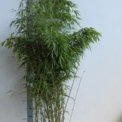 Bamboe (Fargesia Rufa) 20 Bamboe (Fargesia Rufa) -Tuin Glimmer Verkoop fargesia rufa 150 175 kopie