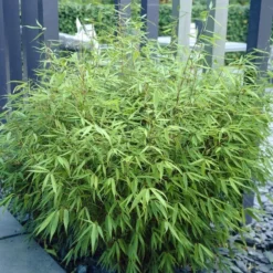 Bamboe (Fargesia Rufa) 18 Bamboe (Fargesia Rufa) -Tuin Glimmer Verkoop fargesia rufa 3