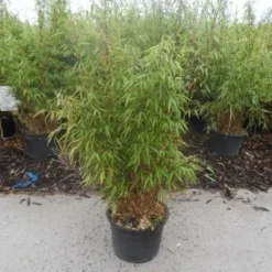 Bamboe (Fargesia Rufa) 25 Bamboe (Fargesia Rufa) -Tuin Glimmer Verkoop fargesia rufa 80 100 125 c12