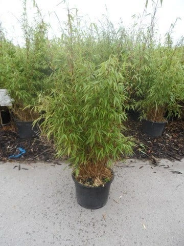 Bamboe (Fargesia Rufa) 13 Bamboe (Fargesia Rufa) - Afbeelding 11