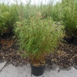 Bamboe (Fargesia Rufa) 24 Bamboe (Fargesia Rufa) -Tuin Glimmer Verkoop fargesia rufa 80 100 c10