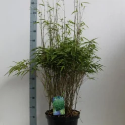 Bamboe (Fargesia Rufa) 21 Bamboe (Fargesia Rufa) -Tuin Glimmer Verkoop fargesia rufa 80 100 co. 10l kopie