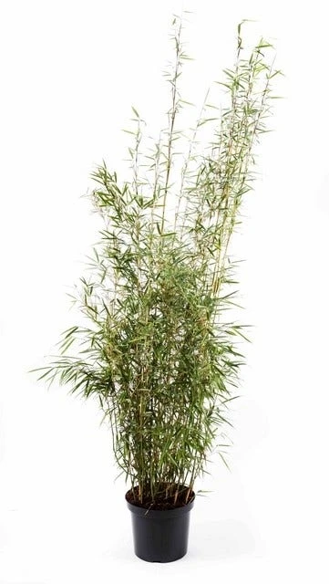 Niet Woekerende Bamboe (Fargesia Robusta 'Campbell') 4 Niet Woekerende Bamboe (Fargesia Robusta 'Campbell') - Afbeelding 2