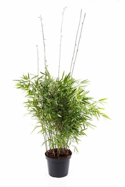 Niet Woekerende Bamboe (Fargesia Nitida 'Trifina') 2 Niet Woekerende Bamboe (Fargesia Nitida 'Trifina')