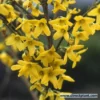 Bloeiende Haag, Hoog 2 Bloeiende Haag, Hoog -Tuin Glimmer Verkoop forsythia 1