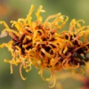 Toverhazelaar (Hamamelis Intermedia 'Orange Beauty') -Tuin Glimmer Verkoop gaar00220