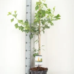 Japanse Notenboom Als Struik (Ginkgo Biloba) 10 Japanse Notenboom Als Struik (Ginkgo Biloba) -Tuin Glimmer Verkoop ginkgo biloba 80 100 c5 m 1