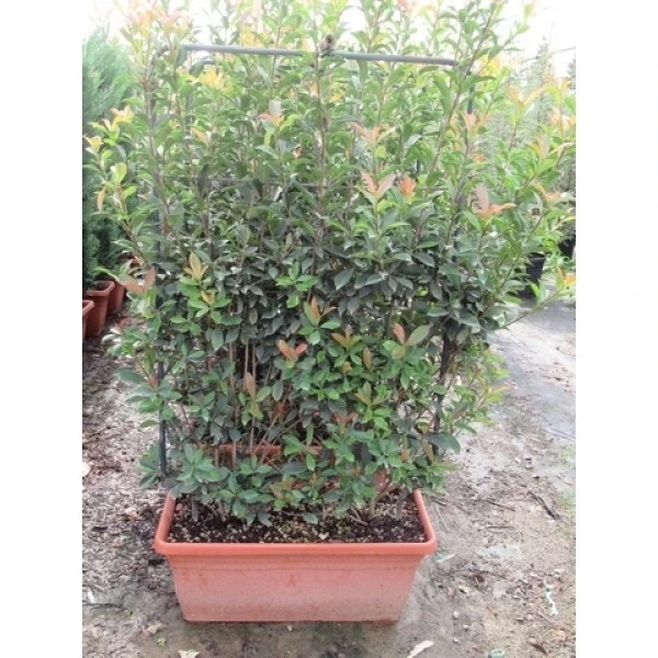 Glansmispel Meeneemhaag (Photinia Fraseri 'Red Robin') 4 Glansmispel Meeneemhaag (Photinia Fraseri 'Red Robin') - Afbeelding 2