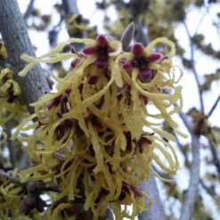 Toverhazelaar (Hamamelis Intermedia 'Arnold Promise') 15 Toverhazelaar (Hamamelis Intermedia 'Arnold Promise') -Tuin Glimmer Verkoop hamamelis arnold promise