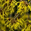 Toverhazelaar (Hamamelis Intermedia 'Arnold Promise') 2 Toverhazelaar (Hamamelis Intermedia 'Arnold Promise') -Tuin Glimmer Verkoop hamamelis arnold promise 1