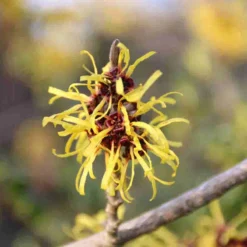Toverhazelaar (Hamamelis Mollis 'Pallida') 12 Toverhazelaar (Hamamelis Mollis 'Pallida') -Tuin Glimmer Verkoop hamamelis mollis pallida
