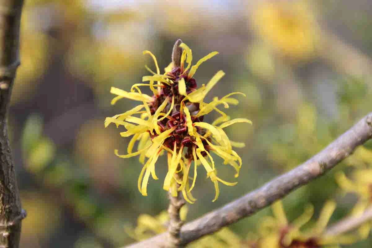 Toverhazelaar (Hamamelis Mollis 'Pallida') 6 Toverhazelaar (Hamamelis Mollis 'Pallida') - Afbeelding 4