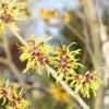 Toverhazelaar (Hamamelis Mollis 'Pallida') 1 Toverhazelaar (Hamamelis Mollis 'Pallida') -Tuin Glimmer Verkoop hamamelis mollis pallida 2