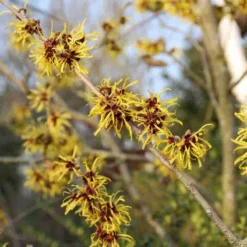 Toverhazelaar (Hamamelis Mollis 'Pallida') 14 Toverhazelaar (Hamamelis Mollis 'Pallida') -Tuin Glimmer Verkoop hamamelis mollis pallida 3