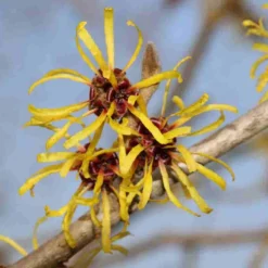 Toverhazelaar (Hamamelis Mollis 'Pallida') 11 Toverhazelaar (Hamamelis Mollis 'Pallida') -Tuin Glimmer Verkoop hamamelis mollis pallida 4