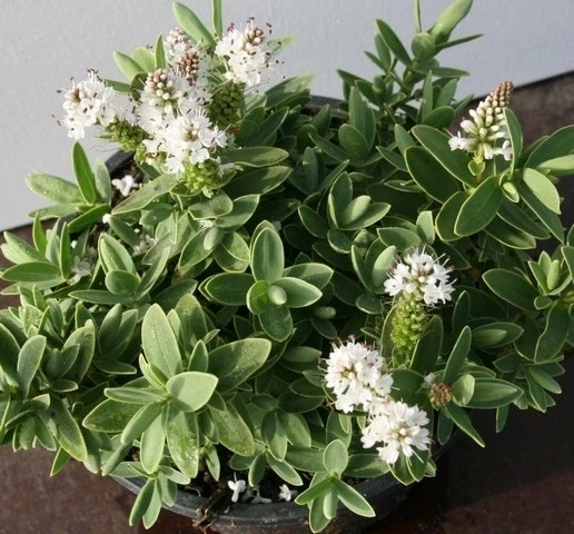 Hebe (Hebe Albicans) 3 Hebe (Hebe Albicans)