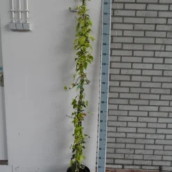 Kaukasische Klimop (Hedera Colchica 'Dentata Variegata') -Tuin Glimmer Verkoop hedera colchica dentata variegata 175 200 c10