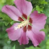 Altheastruik Op Stam (Hibiscus Syriacus 'Woodbridge') -Tuin Glimmer Verkoop hibiscus woodbridgev01 1