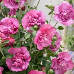 Altheastruik (Hibiscus Syriacus 'Magenta Chiffon')
