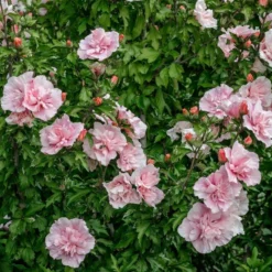 Altheastruik (Hibiscus Syriacus 'Pink Chiffon') 15 Altheastruik (Hibiscus Syriacus 'Pink Chiffon') -Tuin Glimmer Verkoop hibiscus pink chiffon 3