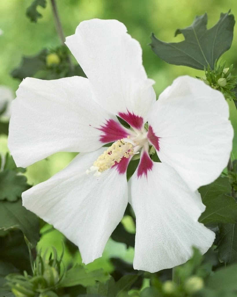 Altheastruik Op Stam (Hibiscus Syriacus 'Red Heart') 3 Altheastruik Op Stam (Hibiscus Syriacus 'Red Heart')