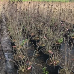 Altheastruik (Hibiscus Syriacus 'Pink Chiffon') 17 Altheastruik (Hibiscus Syriacus 'Pink Chiffon') -Tuin Glimmer Verkoop hibiscuspinkchiffon