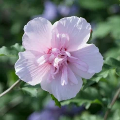 Altheastruik (Hibiscus Syriacus 'Pink Chiffon')
