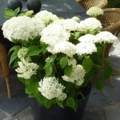 Hortensia (Hydrangea 'Strong Annabelle') -Tuin Glimmer Verkoop hydrangea arb incrediball