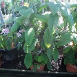 Fluweelhortensia (Hydrangea Aspera 'Sargentiana') -Tuin Glimmer Verkoop hydrangea aspera sargentiana 60 80 100 c15