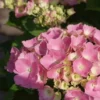 Hortensia Roze (Hydrangea 'Forever&Ever' Pink) -Tuin Glimmer Verkoop hydrangea forever ever pink 5