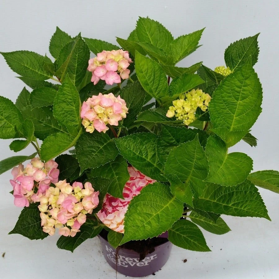 Hortensia Roze (Hydrangea 'Forever&Ever' Pink) 6 Hortensia Roze (Hydrangea 'Forever&Ever' Pink) - Afbeelding 4