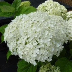 Hortensia (Hydrangea 'Strong Annabelle') -Tuin Glimmer Verkoop hydrangea incrediball bloem