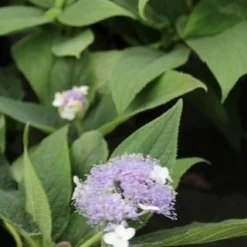 Hortensia (Hydrangea Involucrata) -Tuin Glimmer Verkoop hydrangea involucrata 3