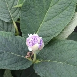 Hortensia (Hydrangea Involucrata) -Tuin Glimmer Verkoop hydrangea involucrata 5