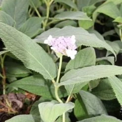Hortensia (Hydrangea Involucrata) -Tuin Glimmer Verkoop hydrangea involucrata 2