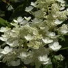 Pluimhortensia (Hydrangea Paniculata 'Dharuma') -Tuin Glimmer Verkoop hydrangea paniculata dharuma 2
